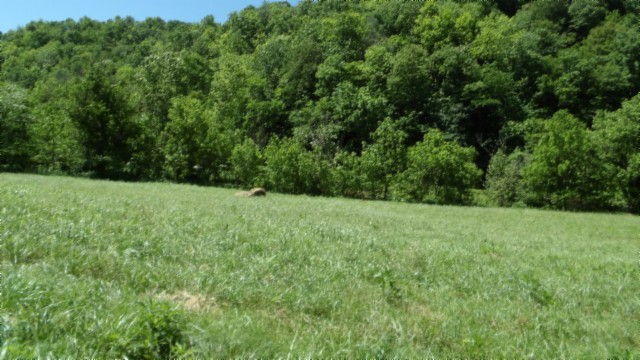 5155 Brimstone Creek Road Moss, TN 38575 - Photo 42 of 80