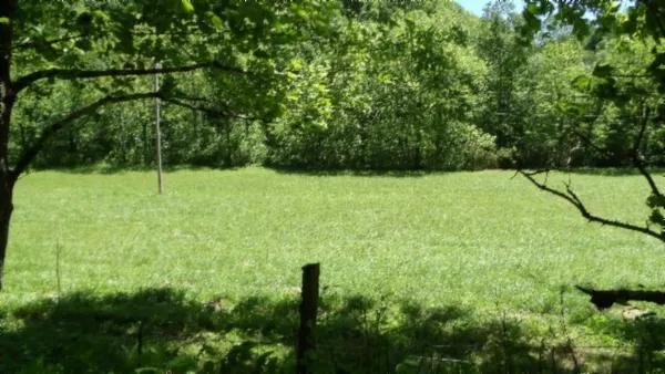 a view of a yard with plants