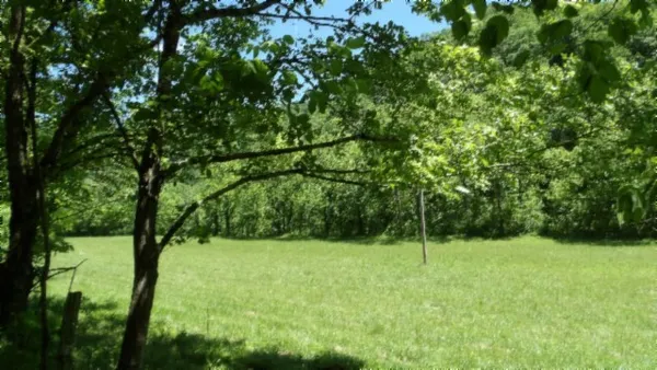 a backyard of a house with lots of trees