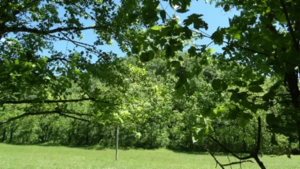 a view of a lush green forest with large trees