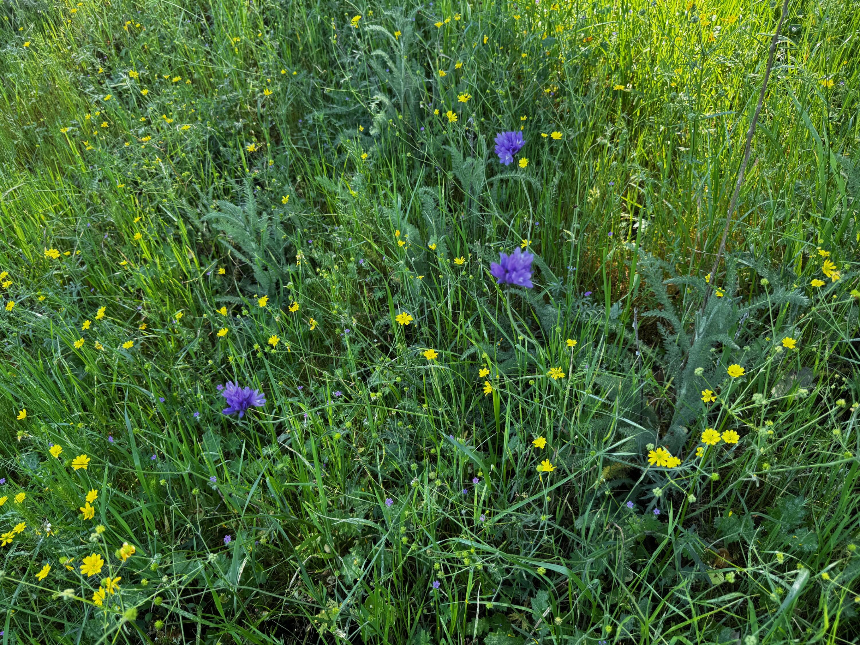 0 Alisos Canyon Road Los Alamos, CA 93440 - Photo 41 of 102 IMG_3681