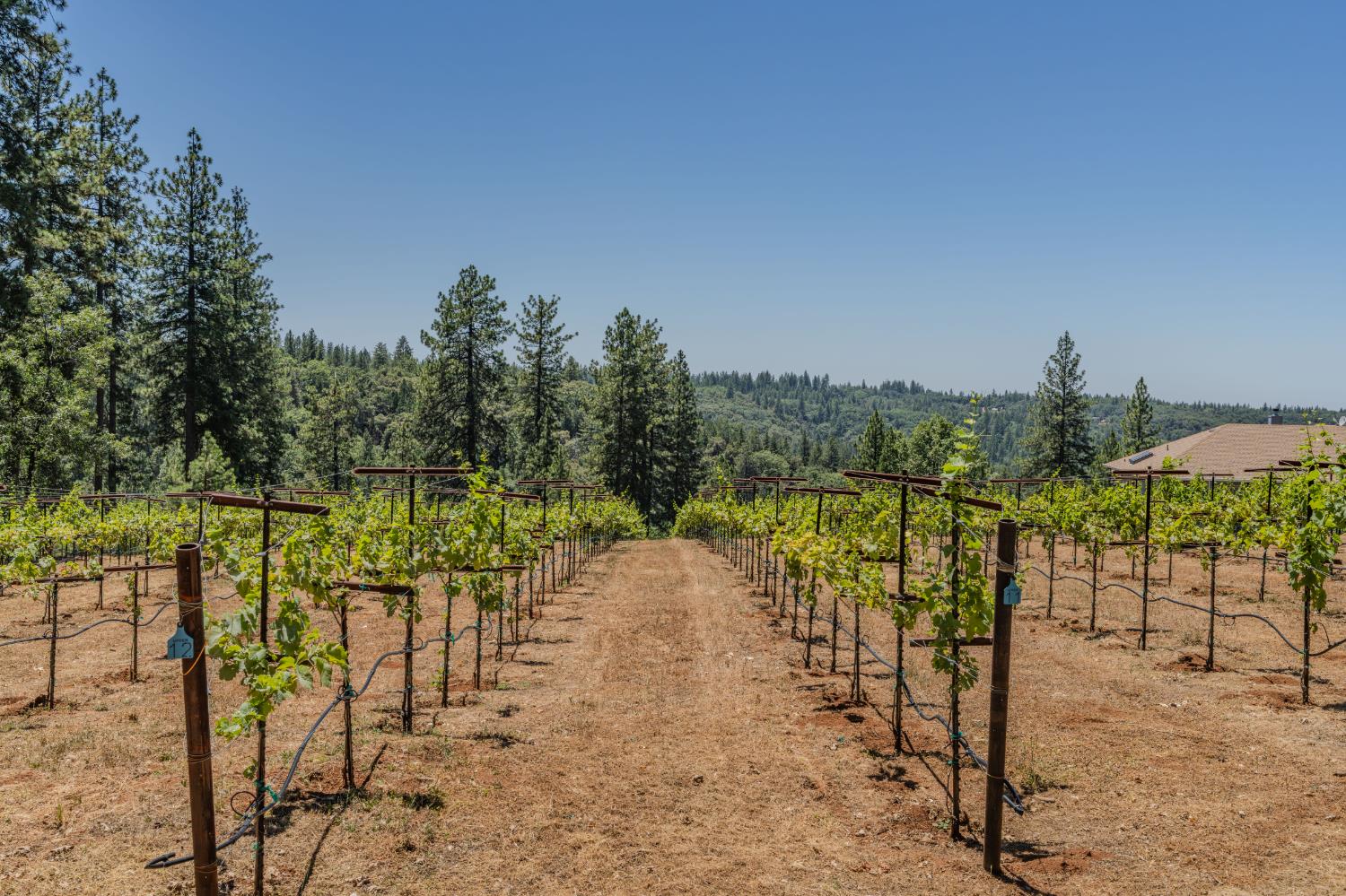 18591 Ponderosa Hills Road Volcano, CA 95689 - Photo 4 of 92
