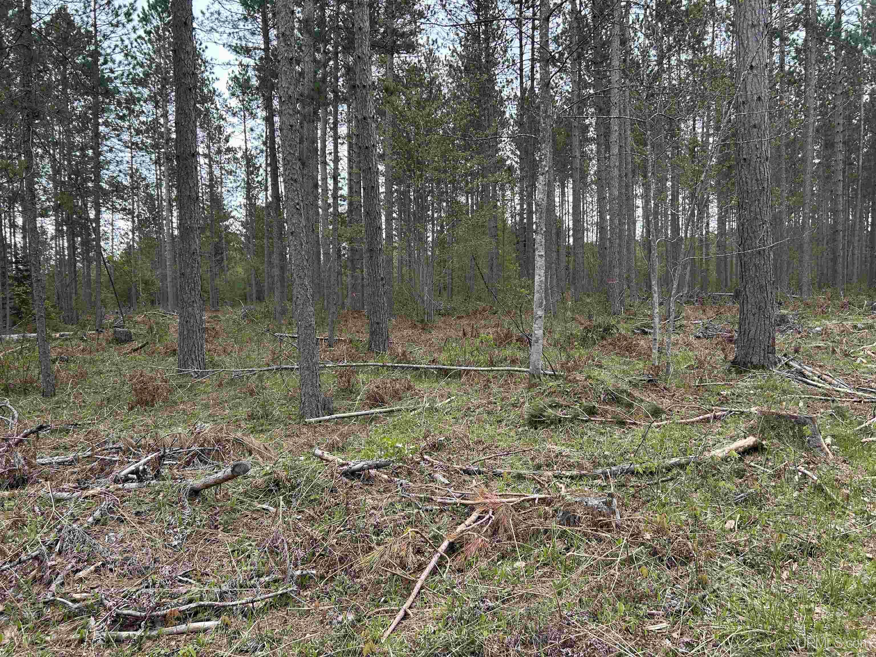 Tbd Parcel 1 Paint River Road Crystal Falls, MI 49920 - Photo 3 of 8