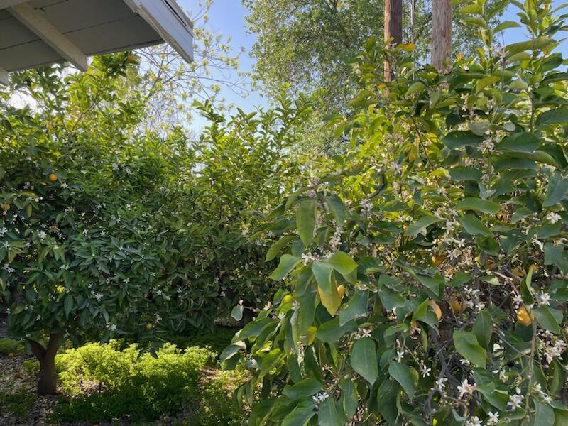 425 South F Street Exeter, CA 93221 - Photo 11 of 18 IMG_8305
