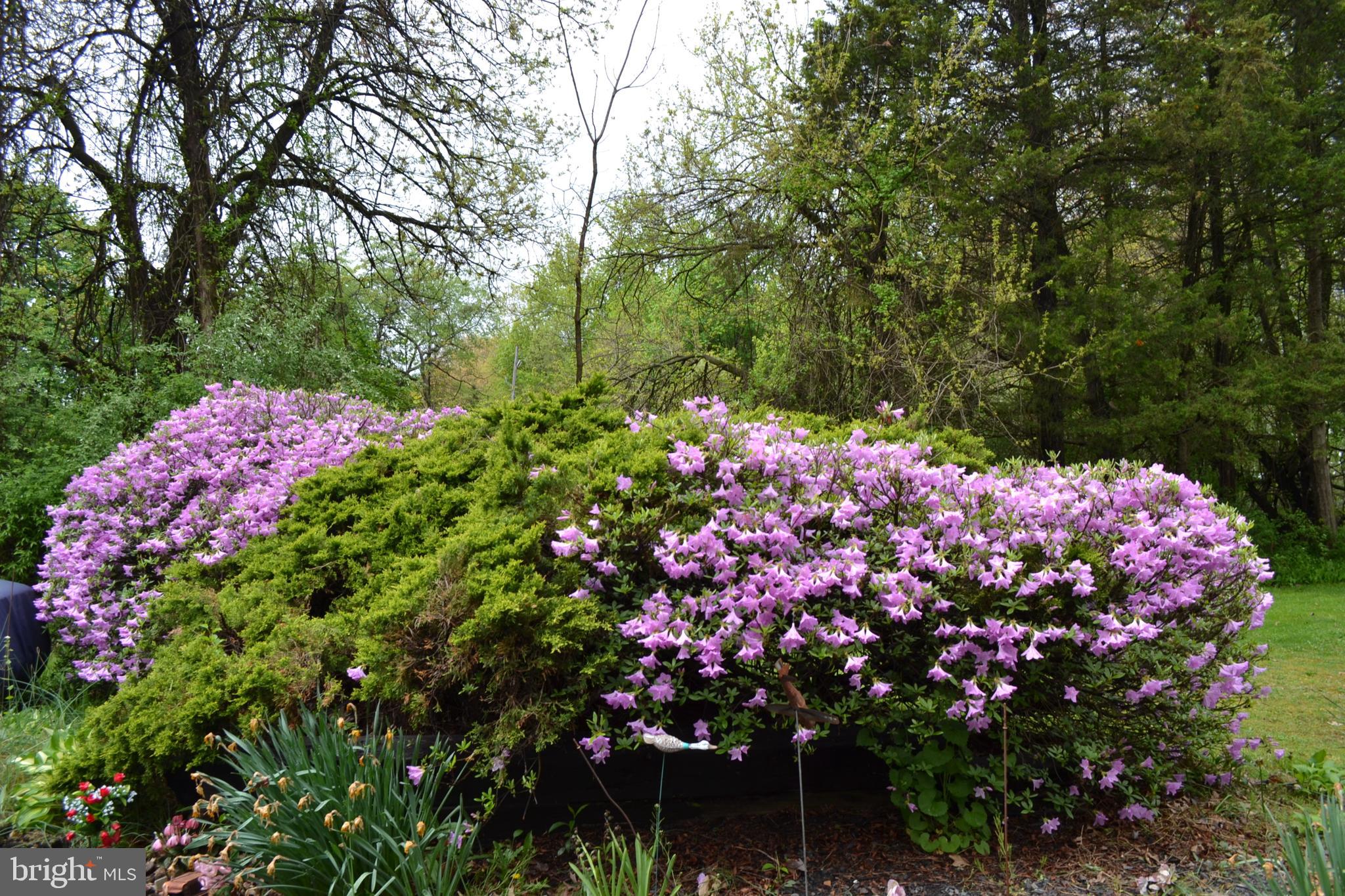 6616 Ferry Road New Hope, PA 18938 - Photo 38 of 49 Azalea bushes front lawn
