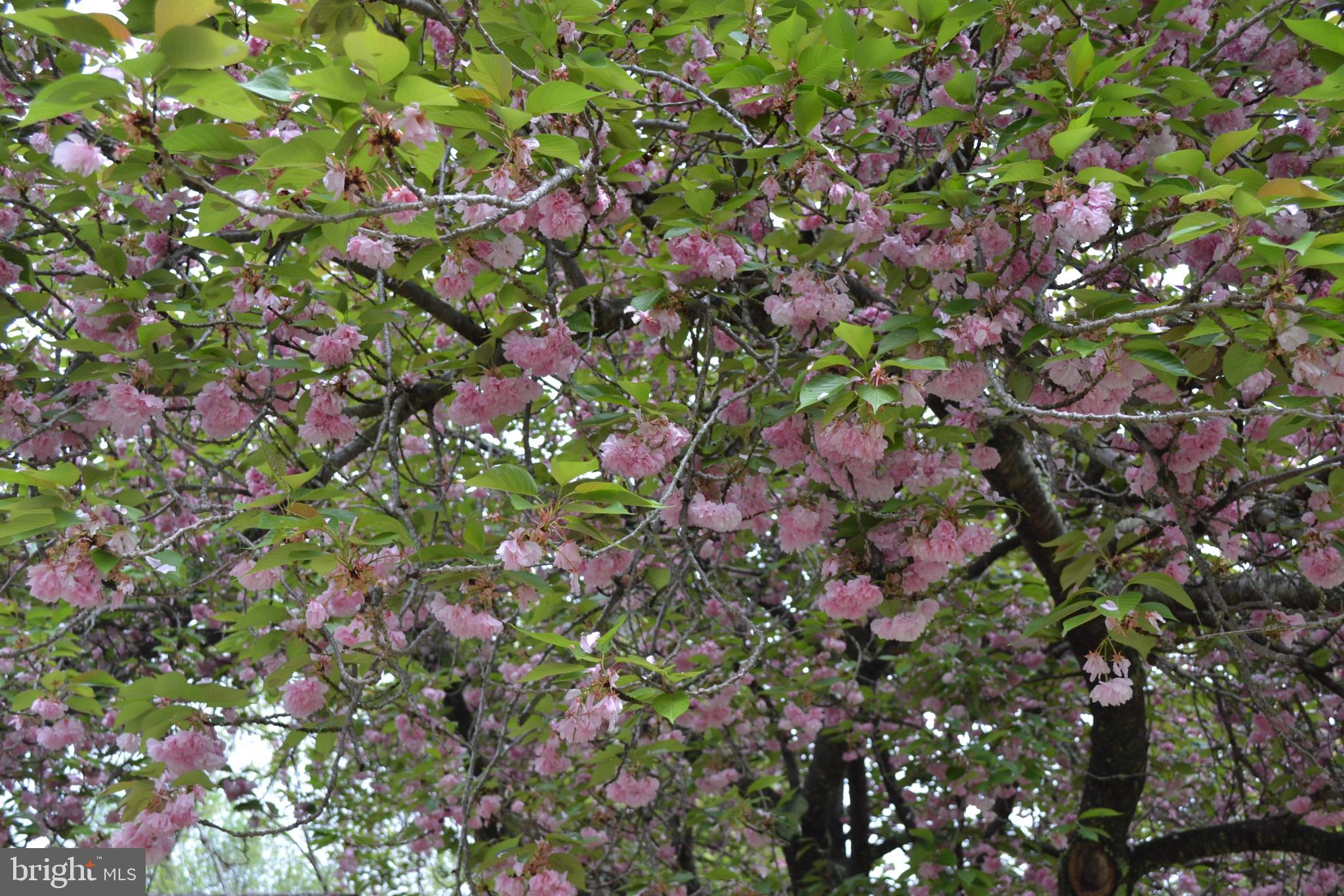 6616 Ferry Road New Hope, PA 18938 - Photo 43 of 49 Pink blossoms in backyard