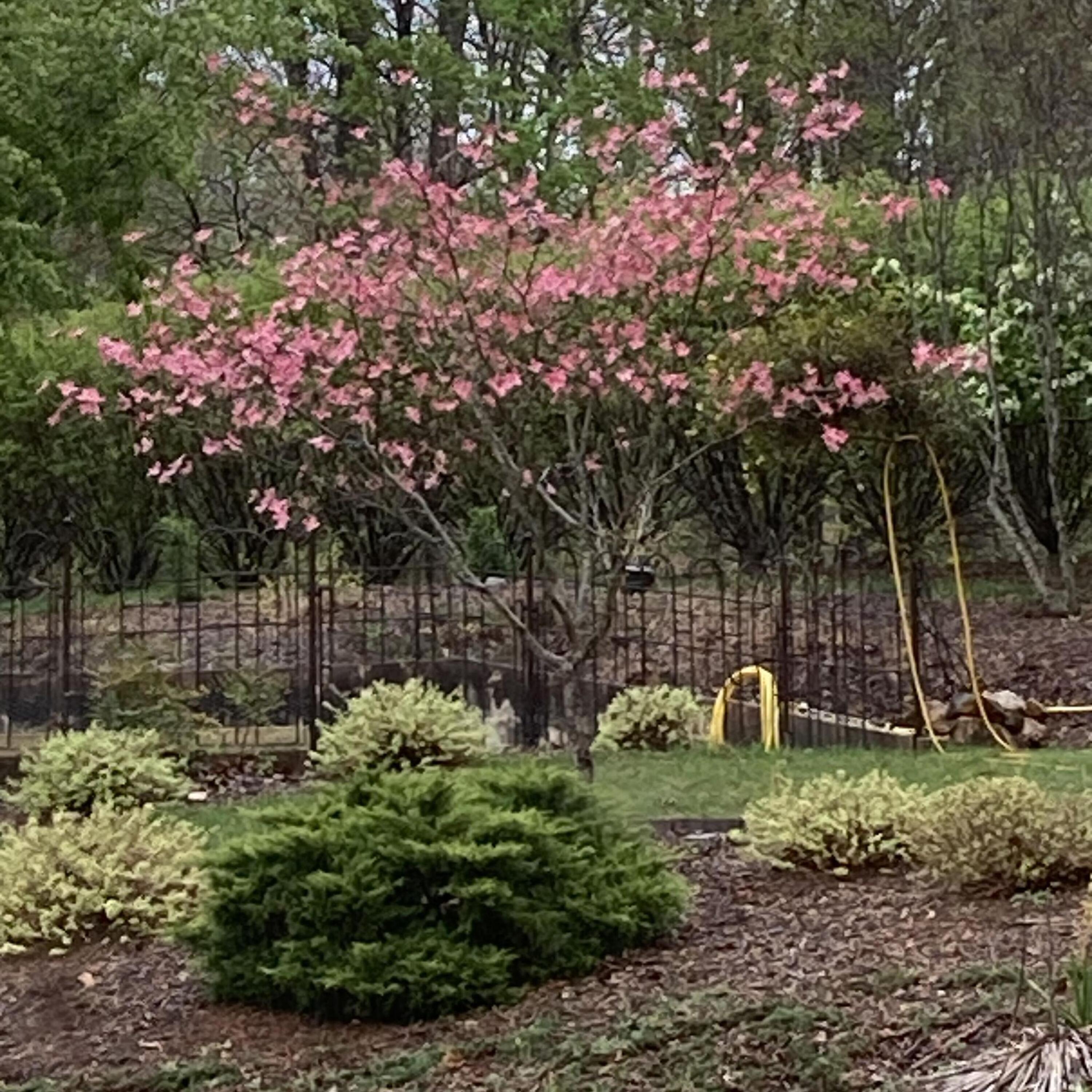 23 Waterpoint Court Moneta, VA 24121 - Photo 31 of 38 a view of a garden