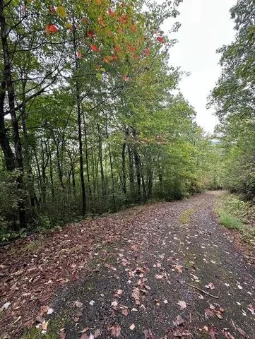 a view of a forest with trees in the background