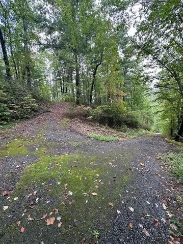 a view of a yard with plants and trees