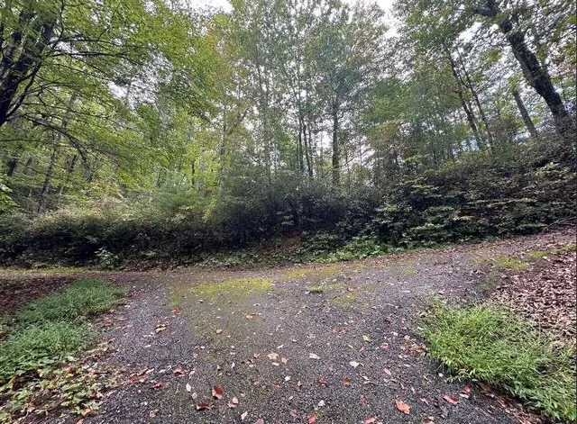 a view of a yard with plants and large trees