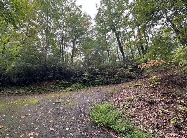 a view of a yard with a tree