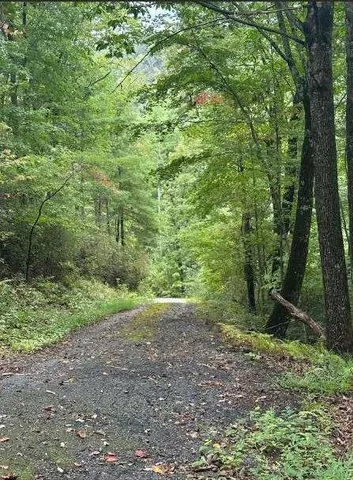 a view of a yard with a tree