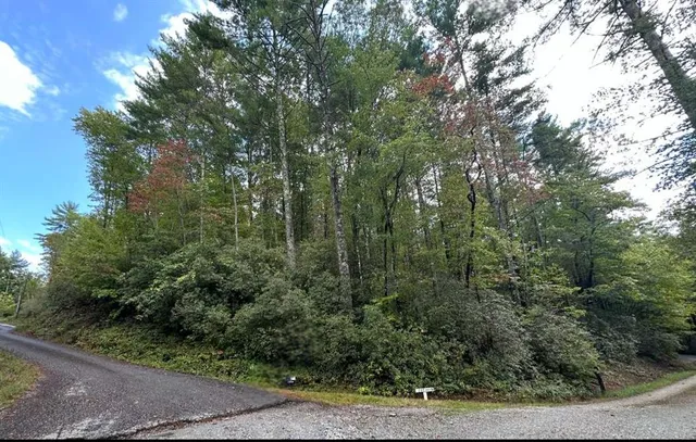 a view of a forest with trees in the background