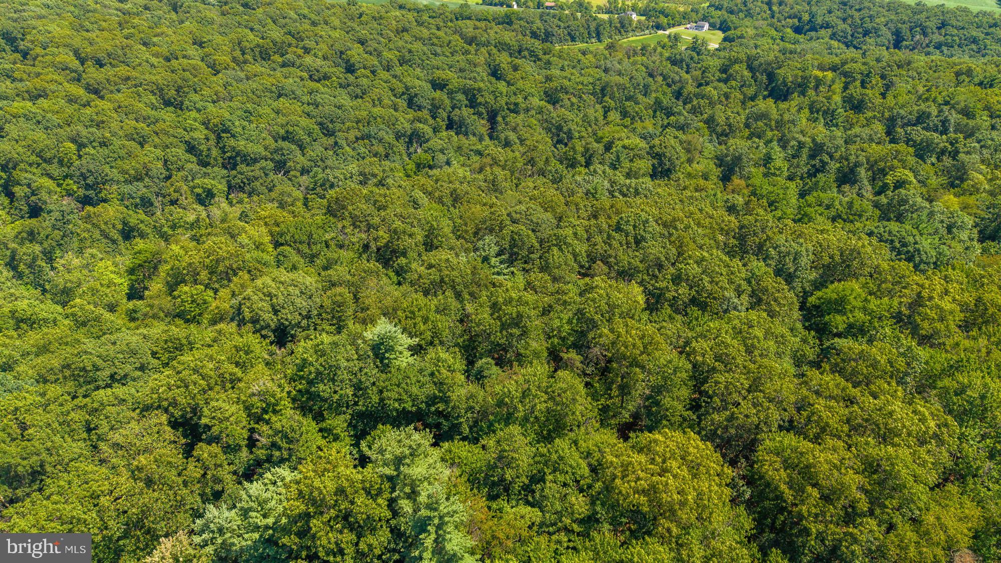 Hartman Road Danville, PA 17821 - Photo 6 of 11 Lush green canopy stretches endlessly.