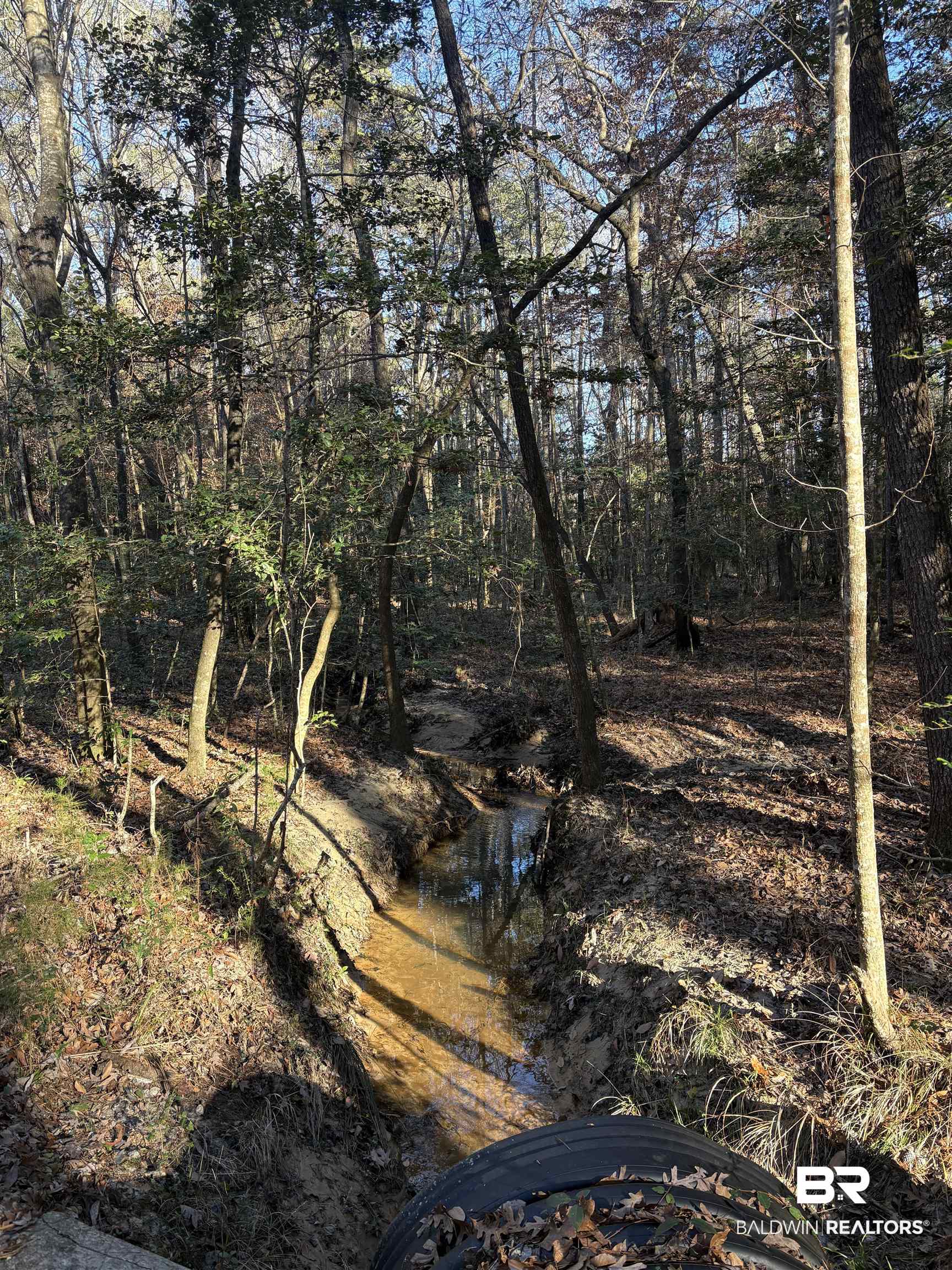 756 Ted Bates Road Evergreen, AL 36401 - Photo 19 of 28 View of local wilderness