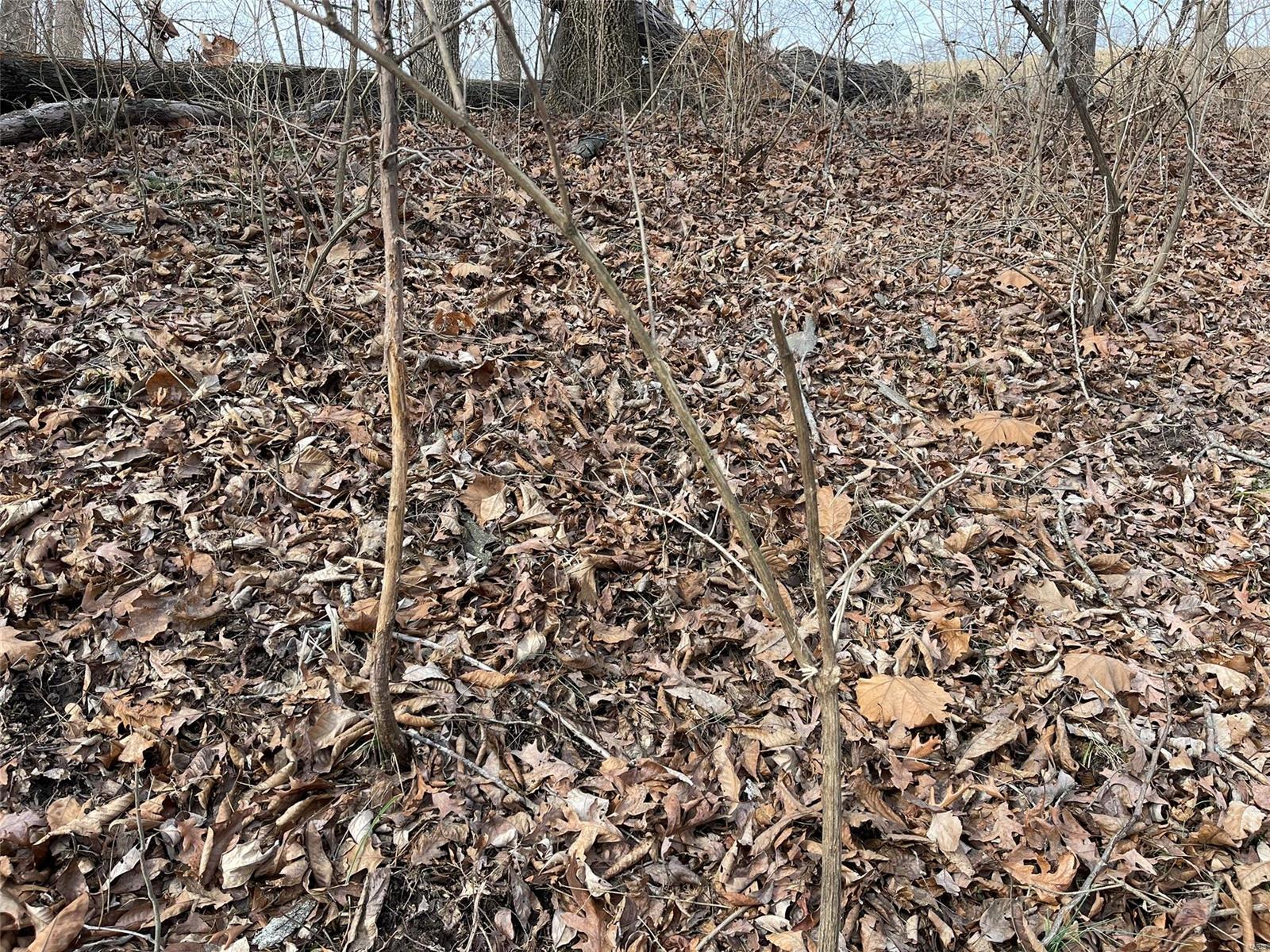 4180 Perdy Road Chester, IL 62233 - Photo 34 of 63