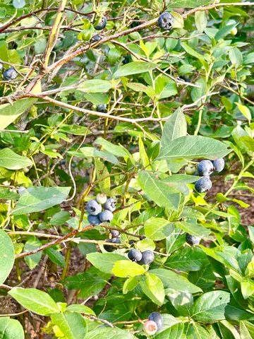 $533,000 | 3 Old County Road South, Francestown, NH 03043