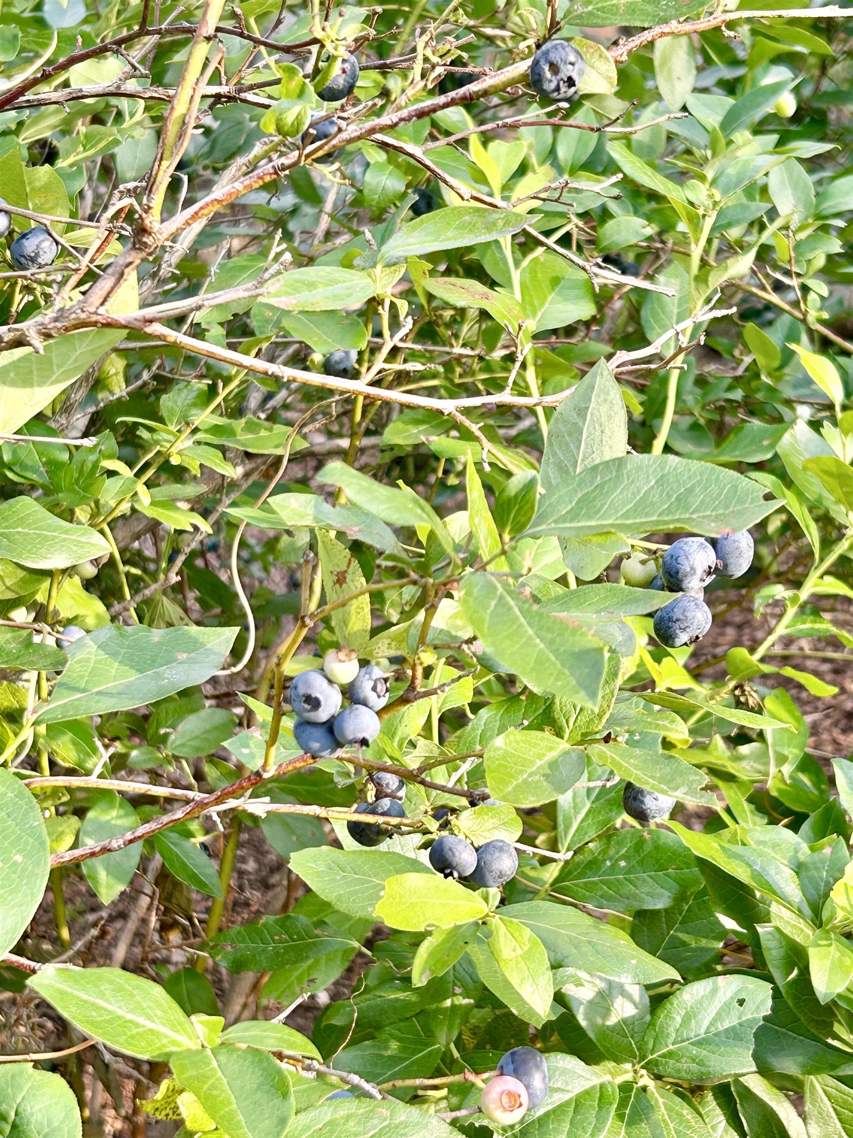 3 Old County Road South Francestown, NH 03043 - Photo 46 of 54