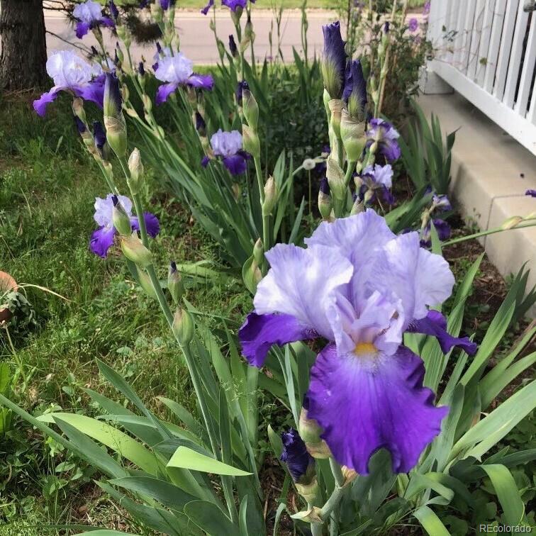 165 Yellowfield Way Erie, CO 80516 - Photo 32 of 40