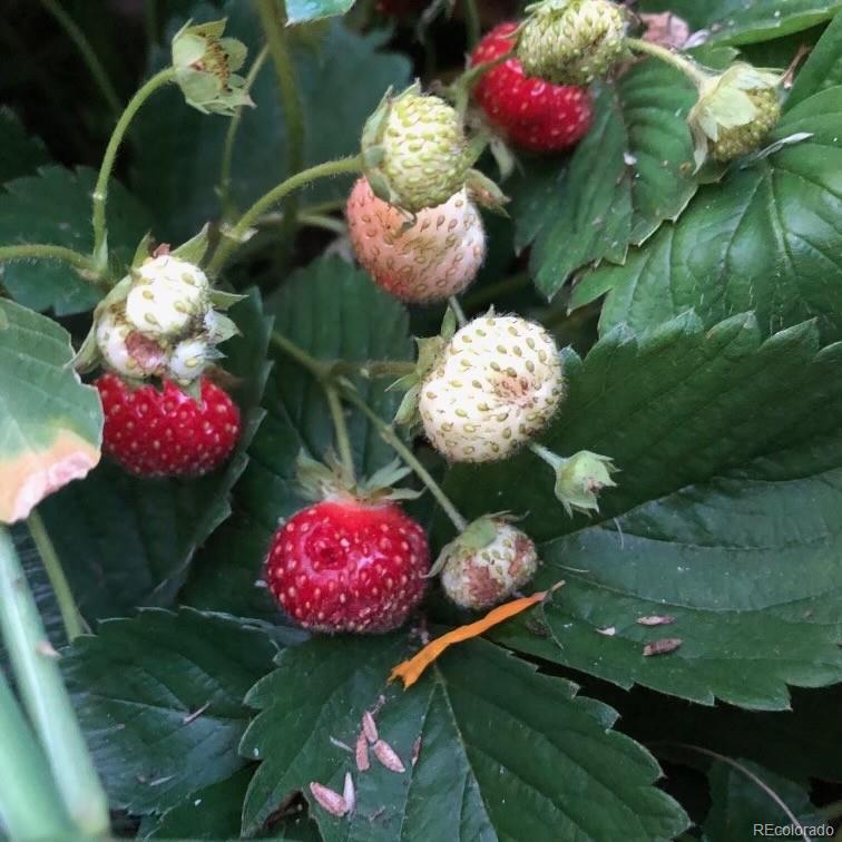 165 Yellowfield Way Erie, CO 80516 - Photo 35 of 40