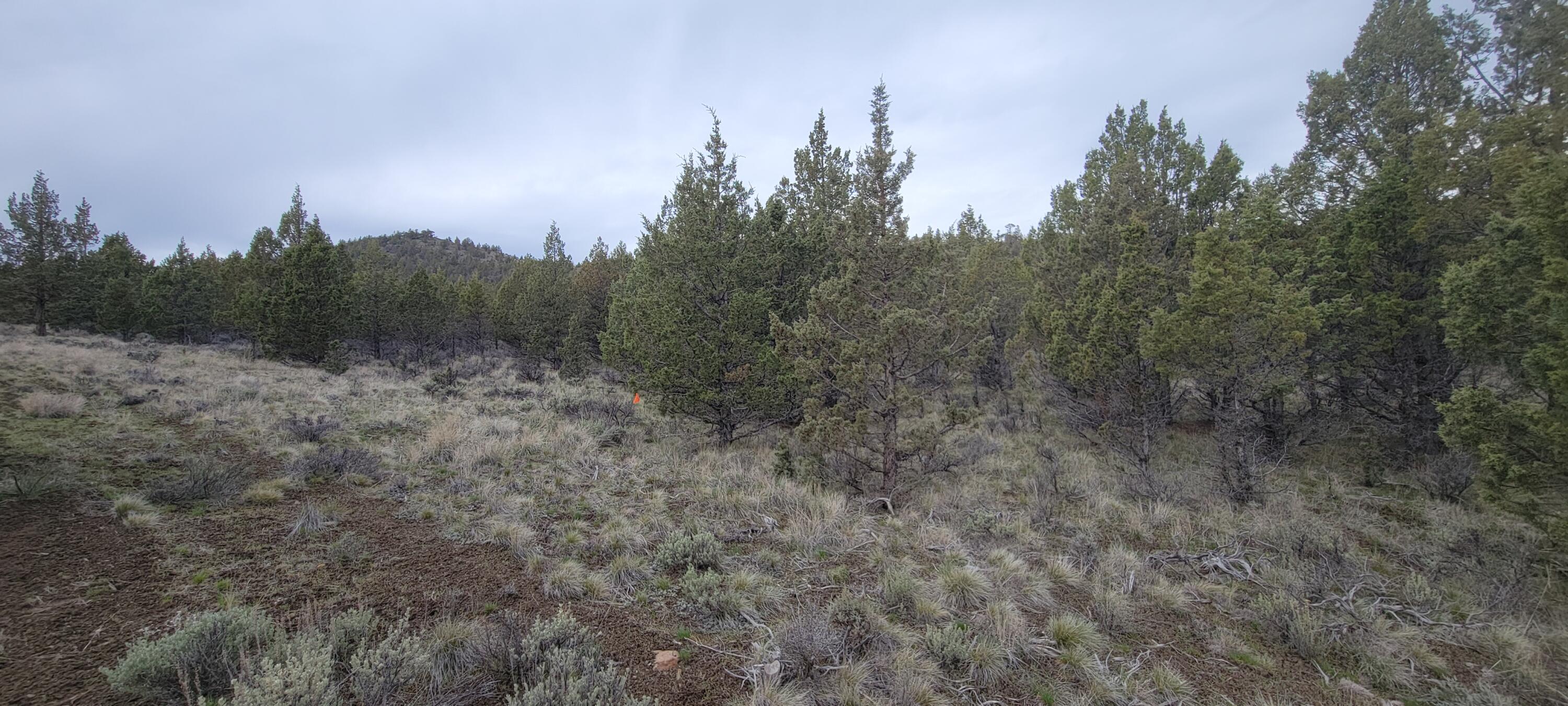 Southeast Osprey Road Prineville, OR 97754 - Photo 18 of 30 Clearings 05