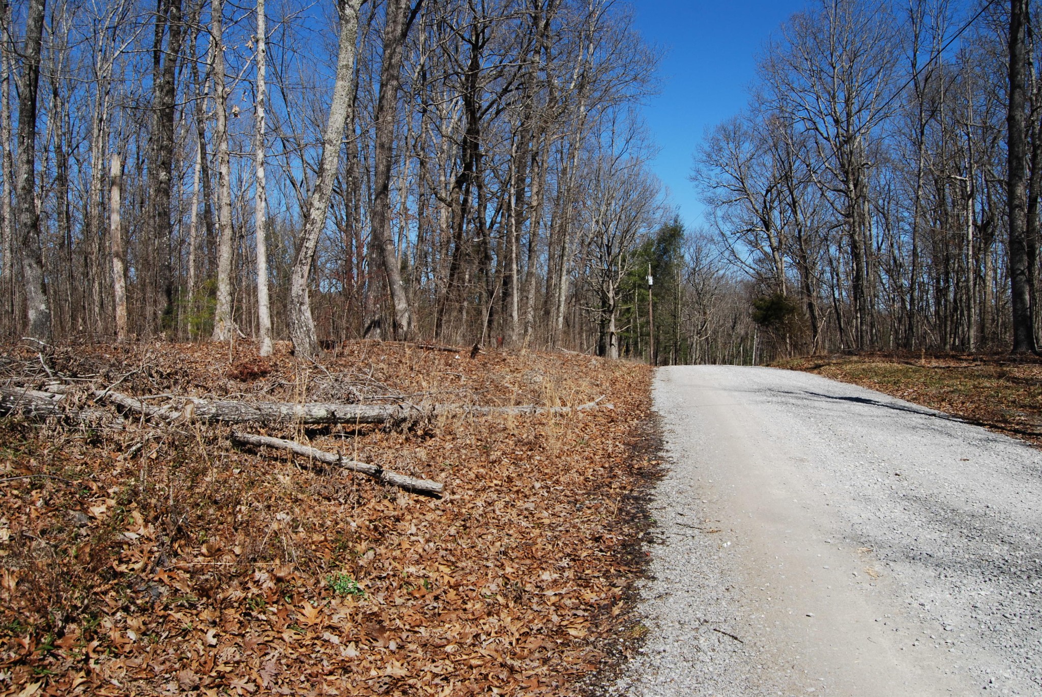 1415 Log Road Spring City, TN 37381 - Photo 4 of 34 a view of a yard with trees