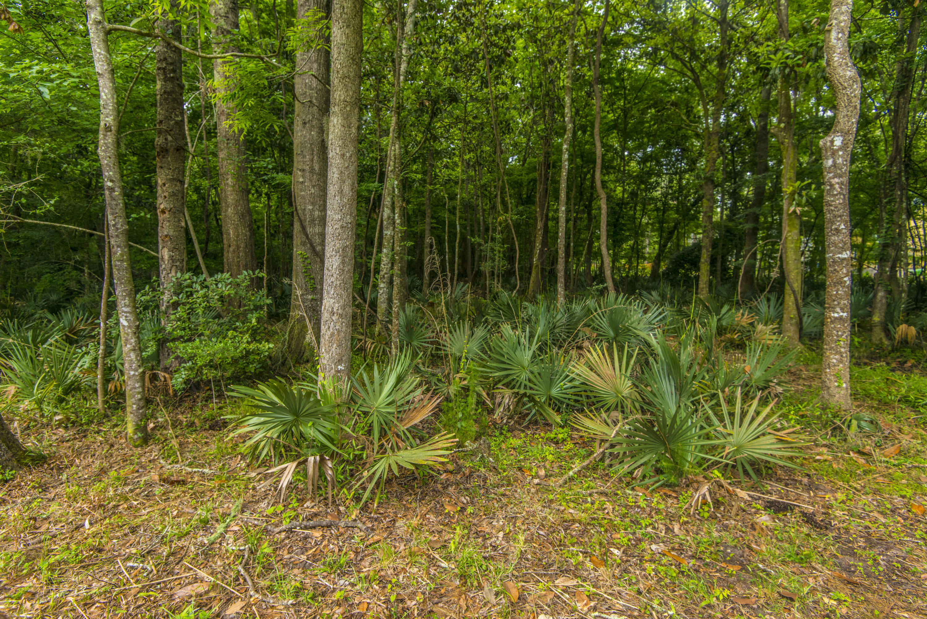 3463 Berryhill Road Johns Island, SC 29455 - Photo 29 of 37 Land goes beyond fence