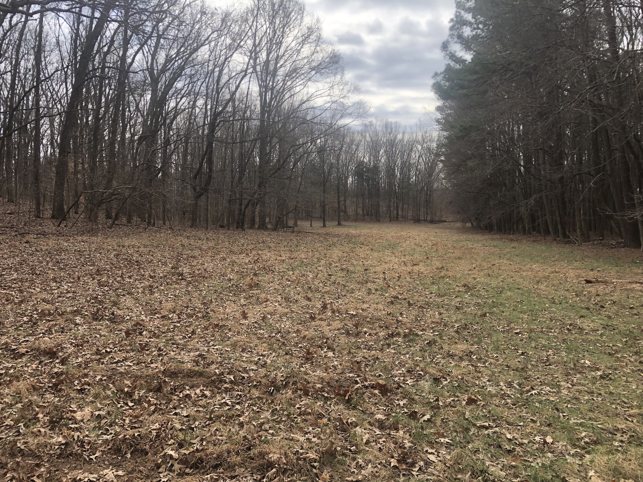 5417 Eva Road Eva, TN 38333 - Photo 1 of 11 a view of a yard with trees