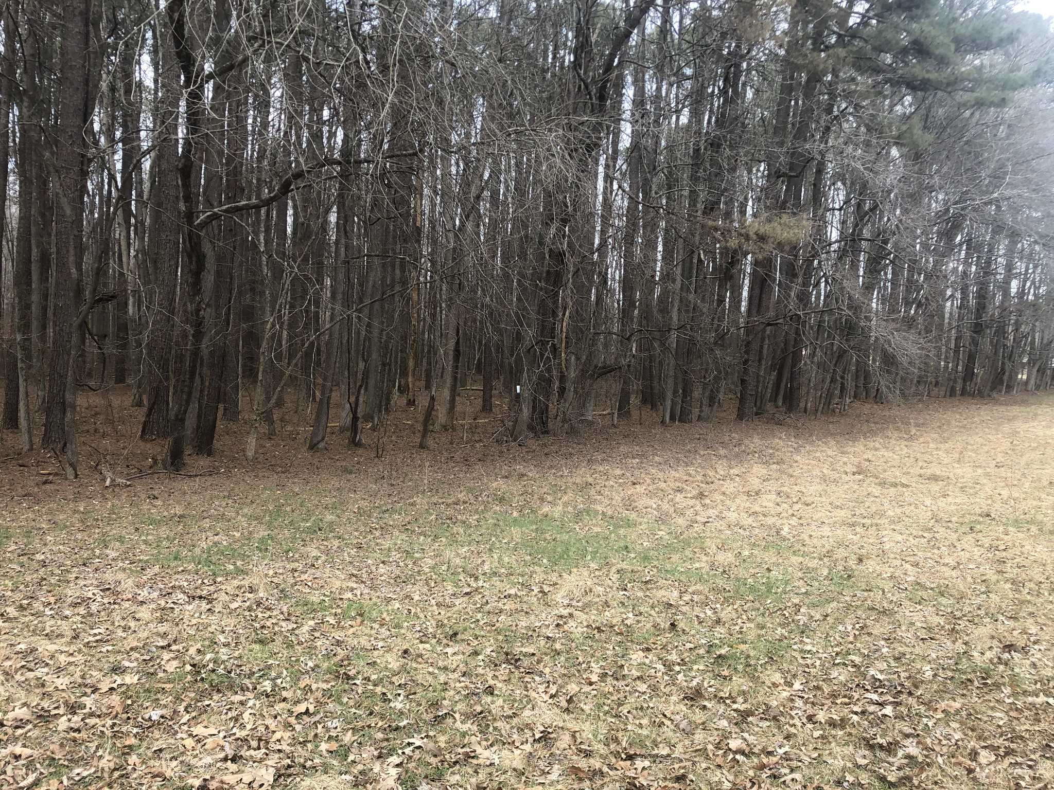 5417 Eva Road Eva, TN 38333 - Photo 3 of 11 a view of backyard with tree