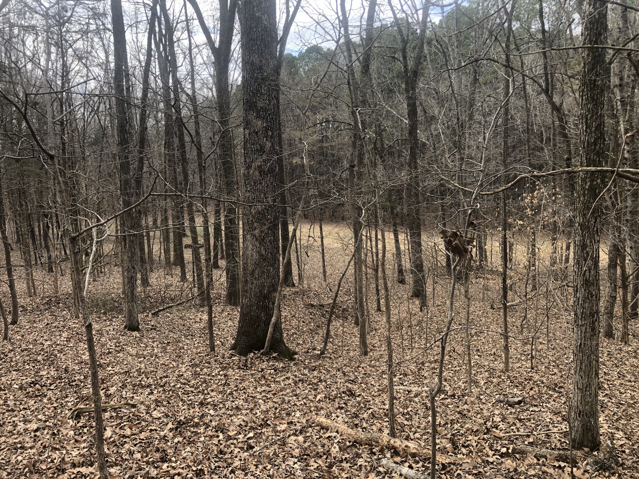 5417 Eva Road Eva, TN 38333 - Photo 8 of 11 a backyard of a house with large trees
