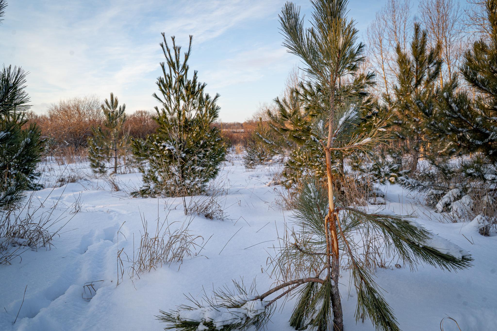 Tbdx 130th Street Detroit Lakes, MN 56501 - Photo 39 of 98