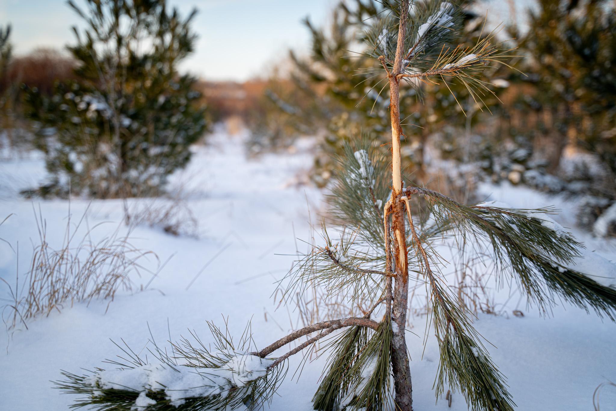 Tbdx 130th Street Detroit Lakes, MN 56501 - Photo 40 of 98