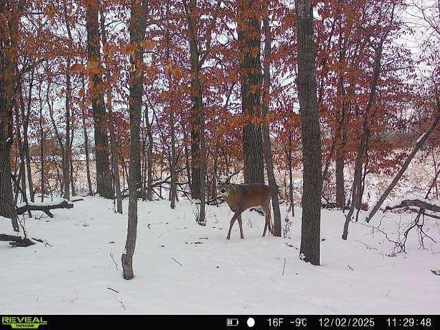 Tbdx 130th Street Detroit Lakes, MN 56501 - Photo 94 of 98