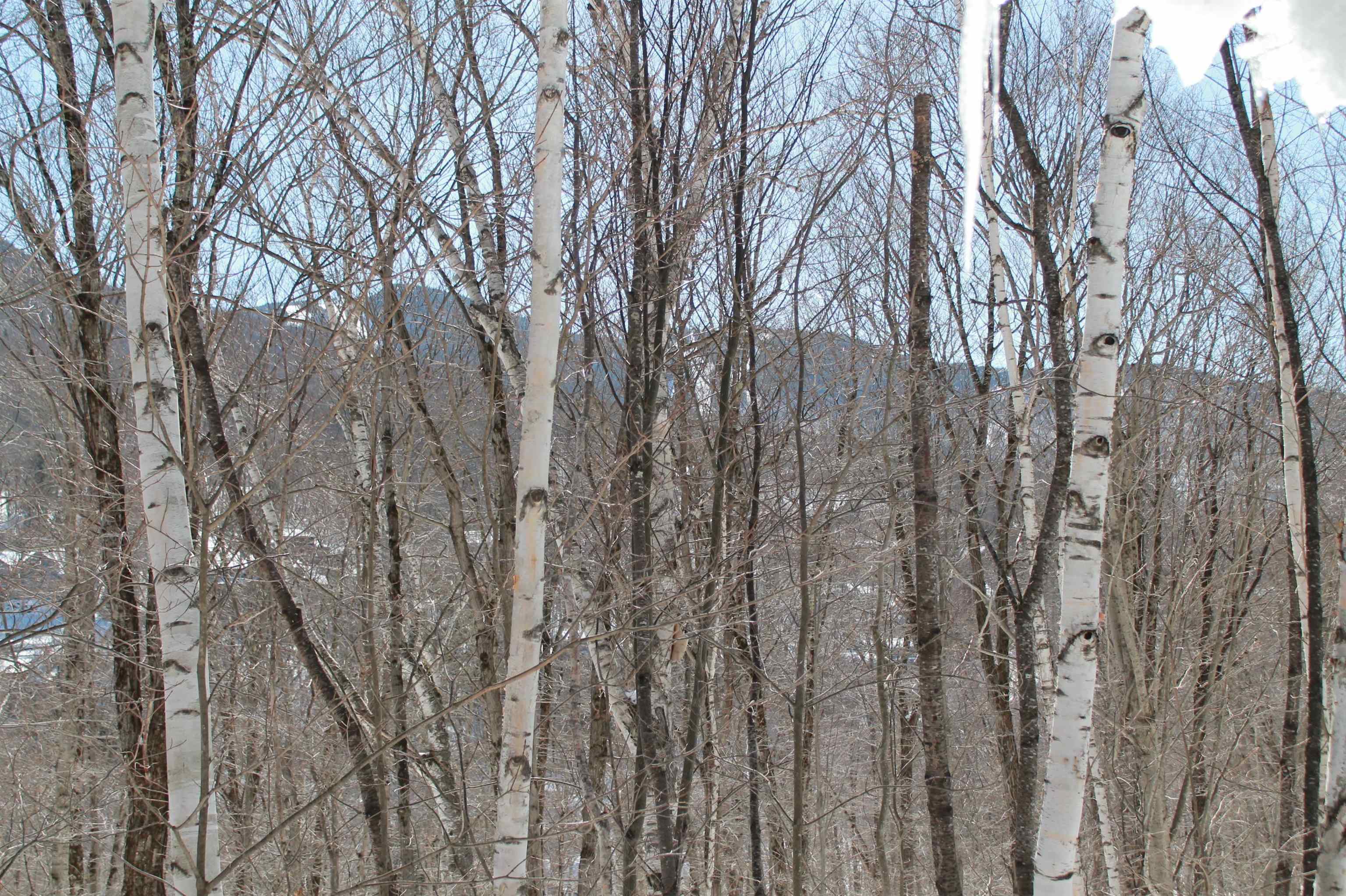 36 Easterly Road, Unit 1 Lincoln, NH 03251 - Photo 11 of 38