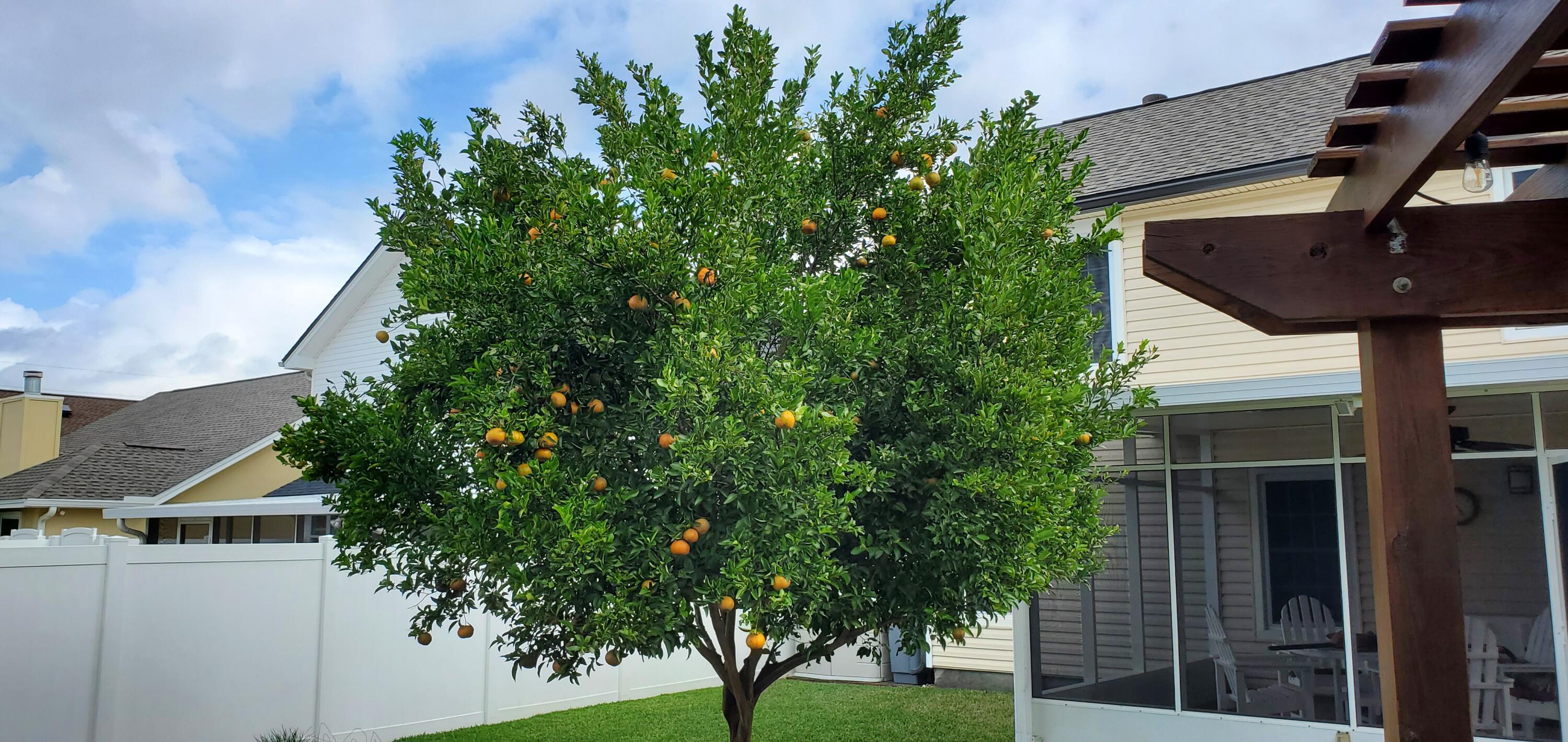 480 Sandy Ridge Circle Mary Esther, FL 32569 - Photo 38 of 38 Mandarin Tree in bloom