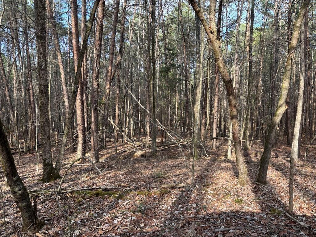 292 Shirley Road Southeast Ranger, GA 30734 - Photo 16 of 80 a view of a forest with lots of trees