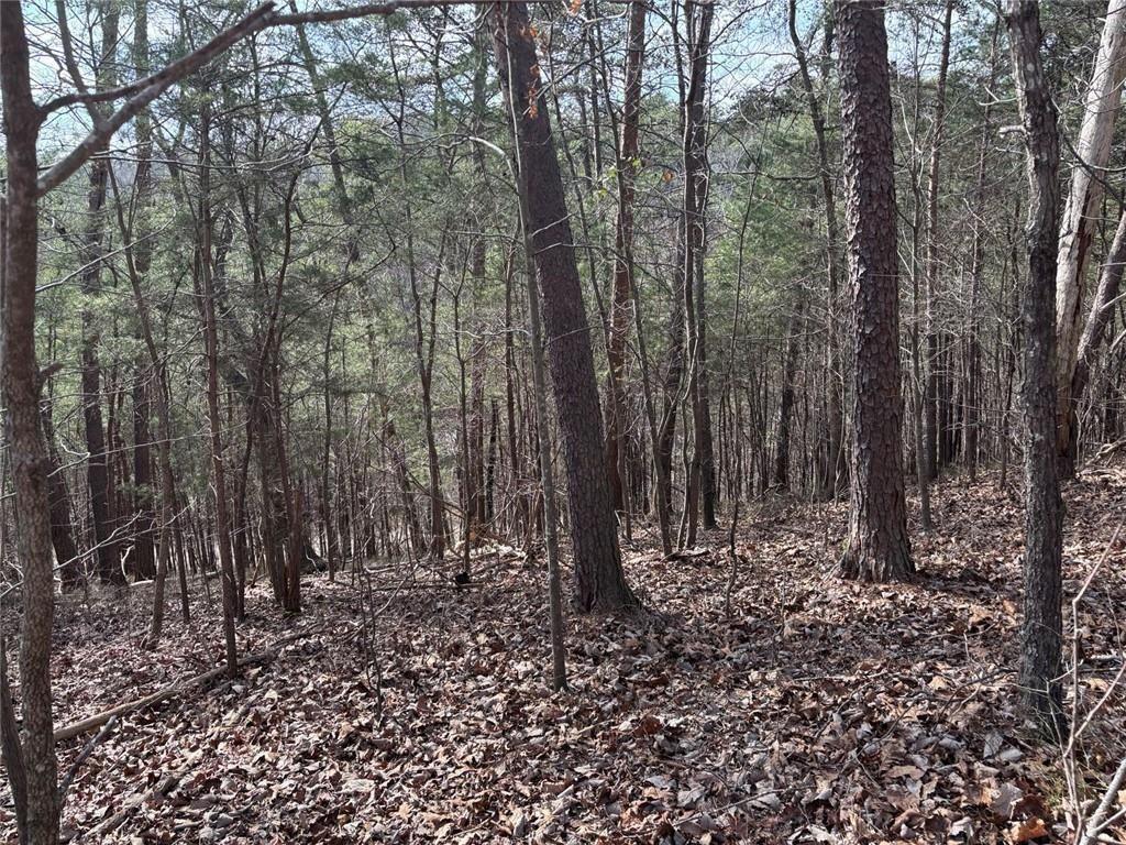 292 Shirley Road Southeast Ranger, GA 30734 - Photo 23 of 80 a view of outdoor space with lots of trees