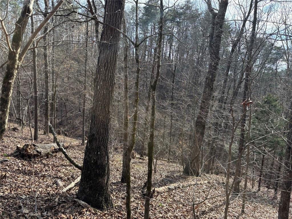 292 Shirley Road Southeast Ranger, GA 30734 - Photo 25 of 80 a view of a forest