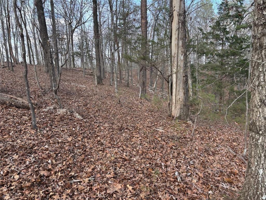 292 Shirley Road Southeast Ranger, GA 30734 - Photo 68 of 80 a view of a forest filled with trees