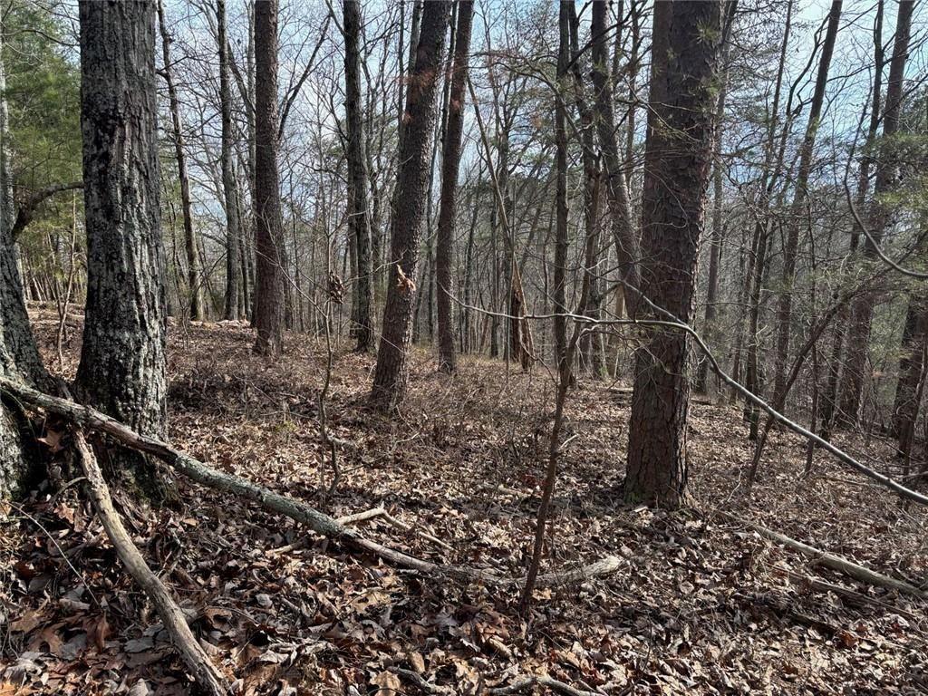 292 Shirley Road Southeast Ranger, GA 30734 - Photo 73 of 80 a view of a forest filled with trees
