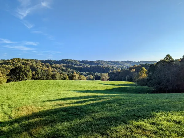 a view of a big yard with a large trees