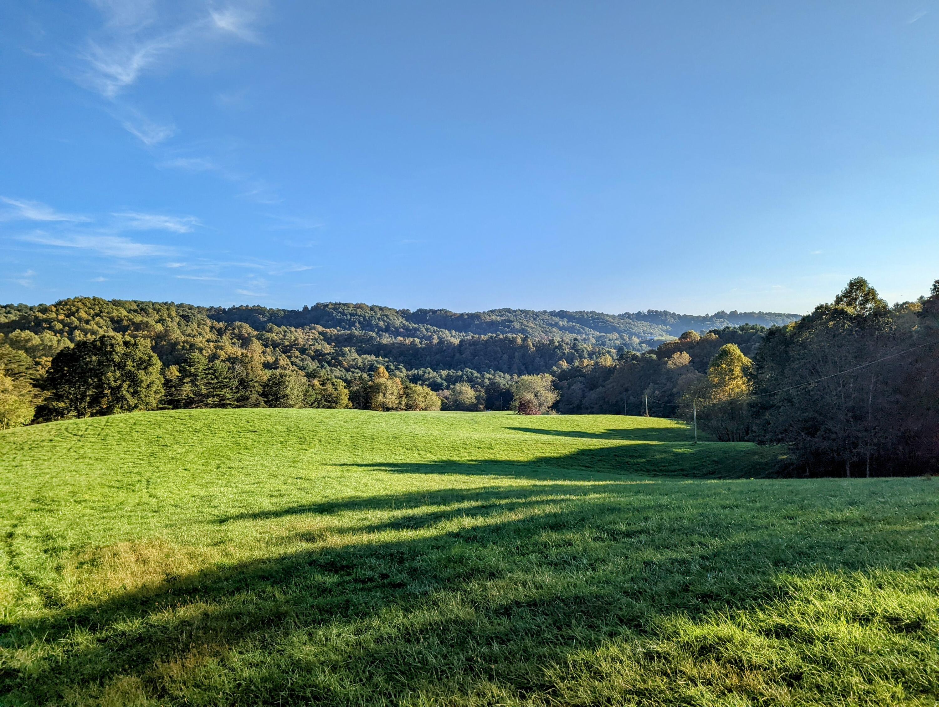 a view of a big yard with a large trees