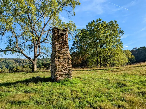 a view of a yard with plants and large trees