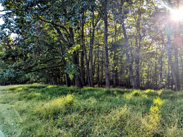 a view of a yard with large trees