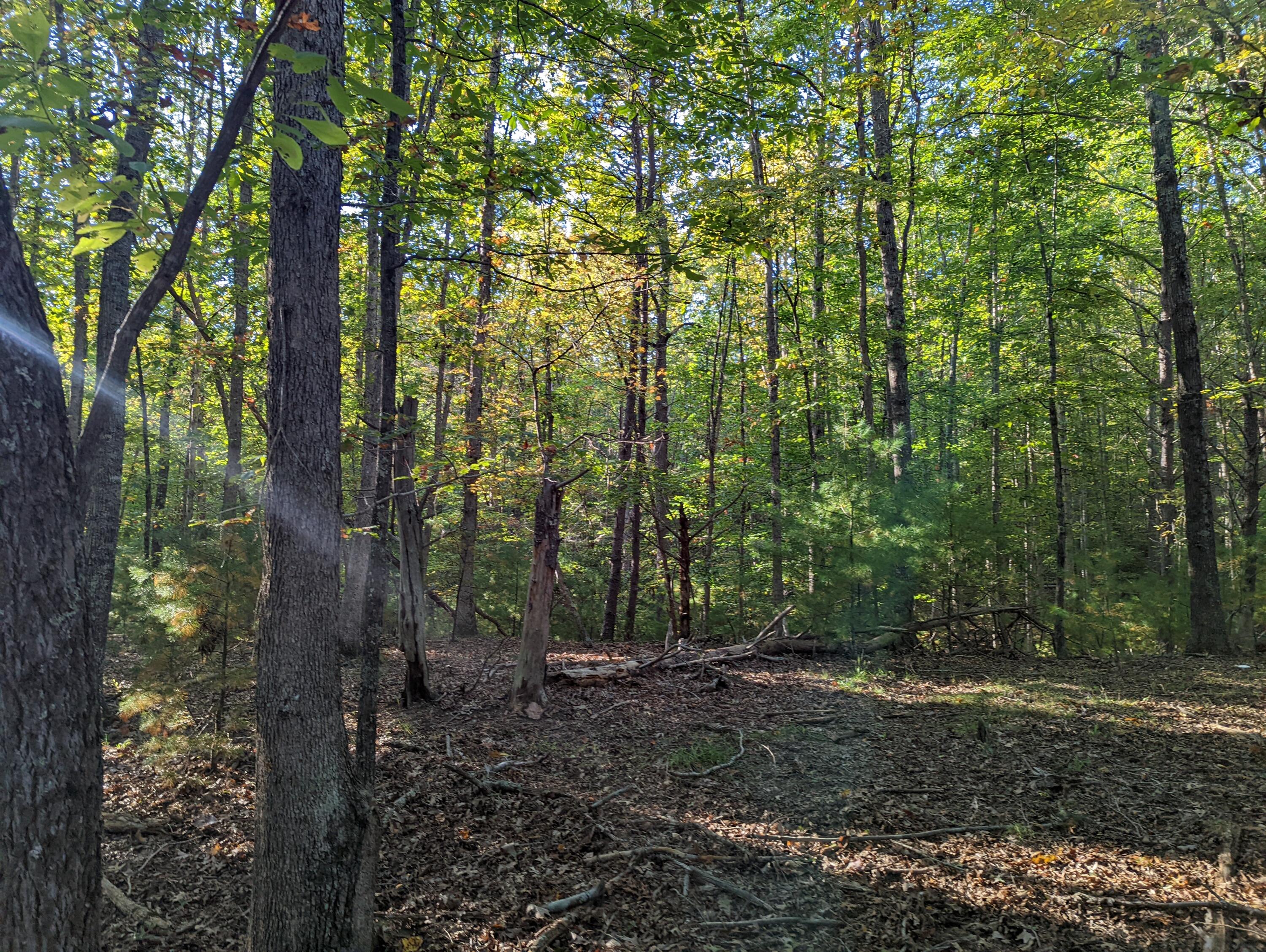 0 Laurel Creek Road Northeast Pilot, VA 24138 - Photo 23 of 53 a view of forest