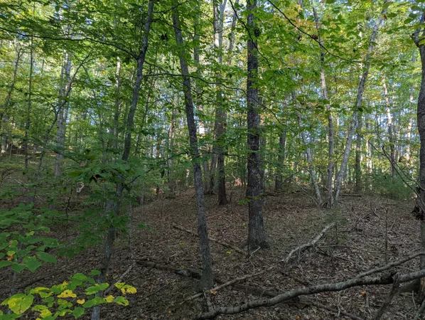 a view of a forest with trees in the background