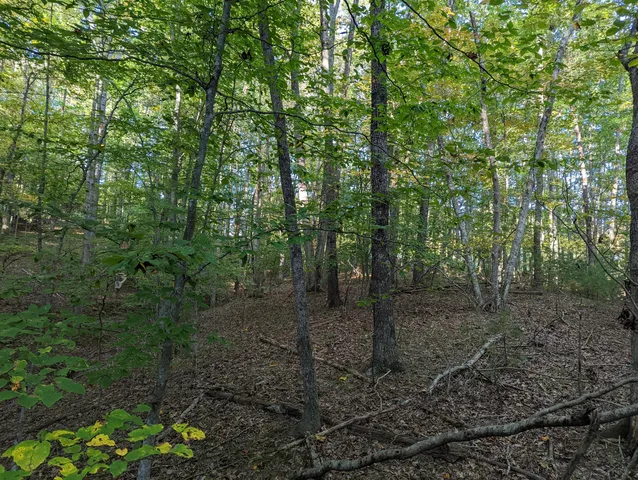 a view of a forest with trees in the background