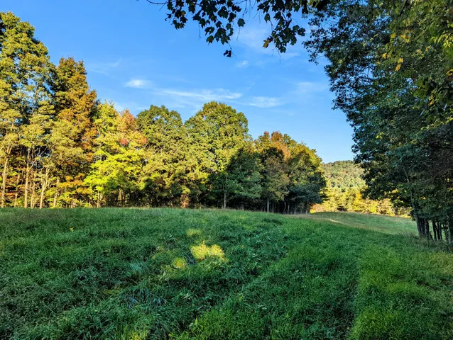 a view of a yard with a tree