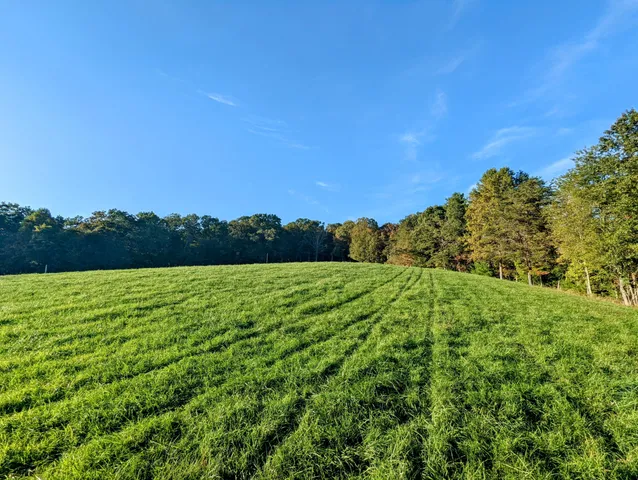 a view of a yard with an trees