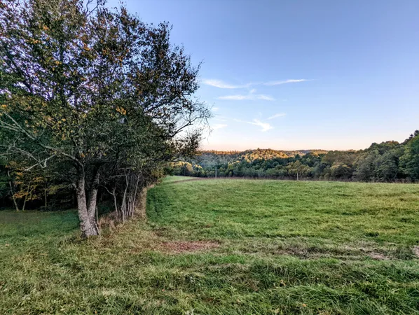 a view of a yard with plants and trees